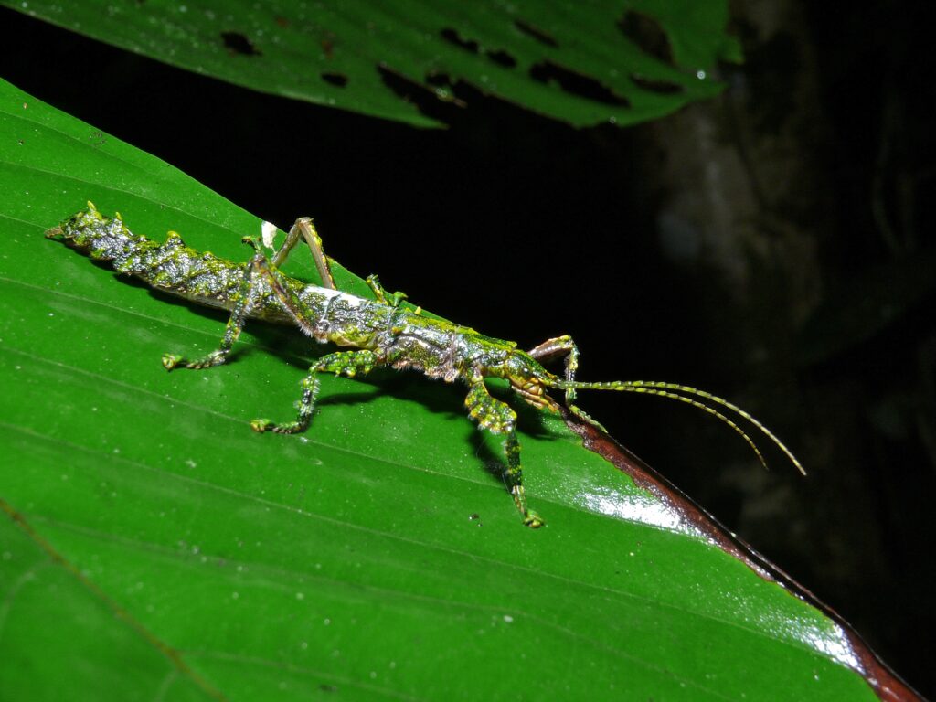A stick insect on a green leaf.