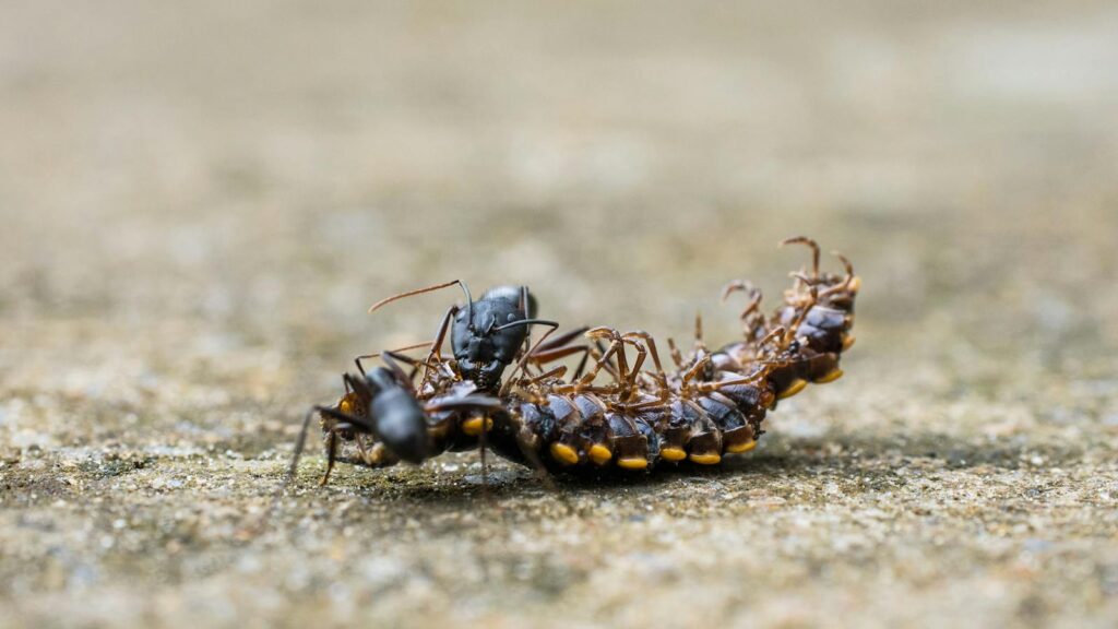 Close-up of ants interacting with a centipede on a rough surface.