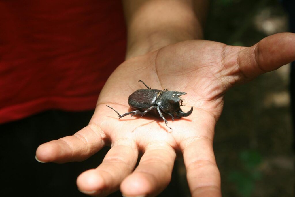 A beetle resting on the palm of a human.