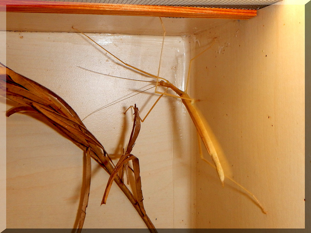 A stick insect in a terrarium