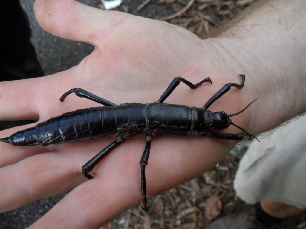 Dryococelus australis on a human palm.