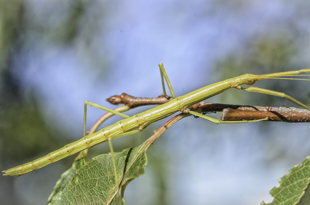 A walking stick insect on a tree branch