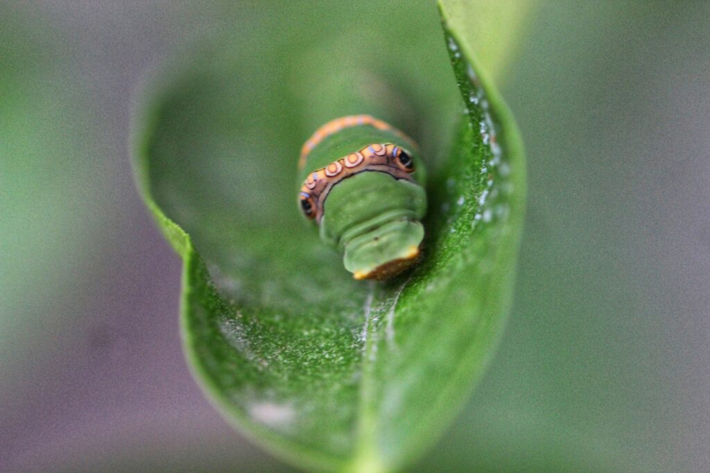 Enlarged caterpillar segments resembling snake eyes and scales.

