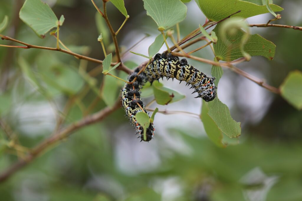 Hemeroplanes caterpillar mimicking a snake’s head for defense.