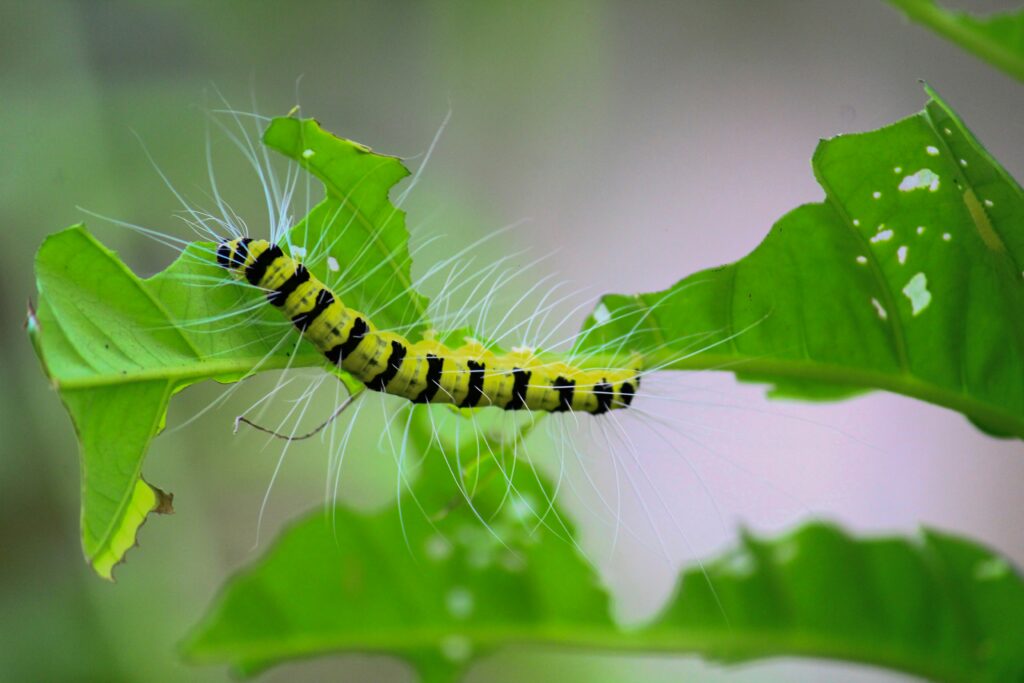 Human influence on the habitat of rare mimic caterpillars.