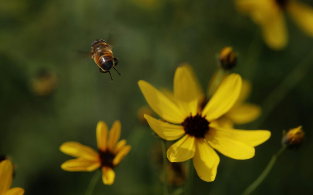 Bees performing a round dance to signal nearby nectar sources