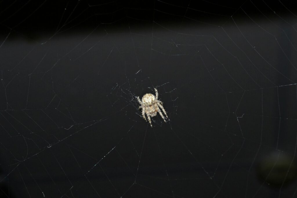Scientist discovering tiny spider in Colombian rainforest.