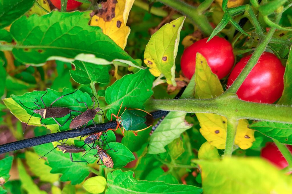 Presence of insects indicating a balanced and healthy garden ecosystem