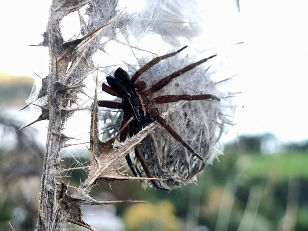 World's smallest non-venomous spider resting on fingertip.