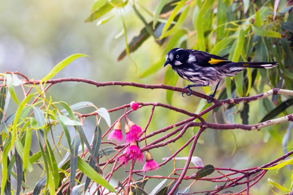 Hummingbird hovering and pollinating bright flowers.