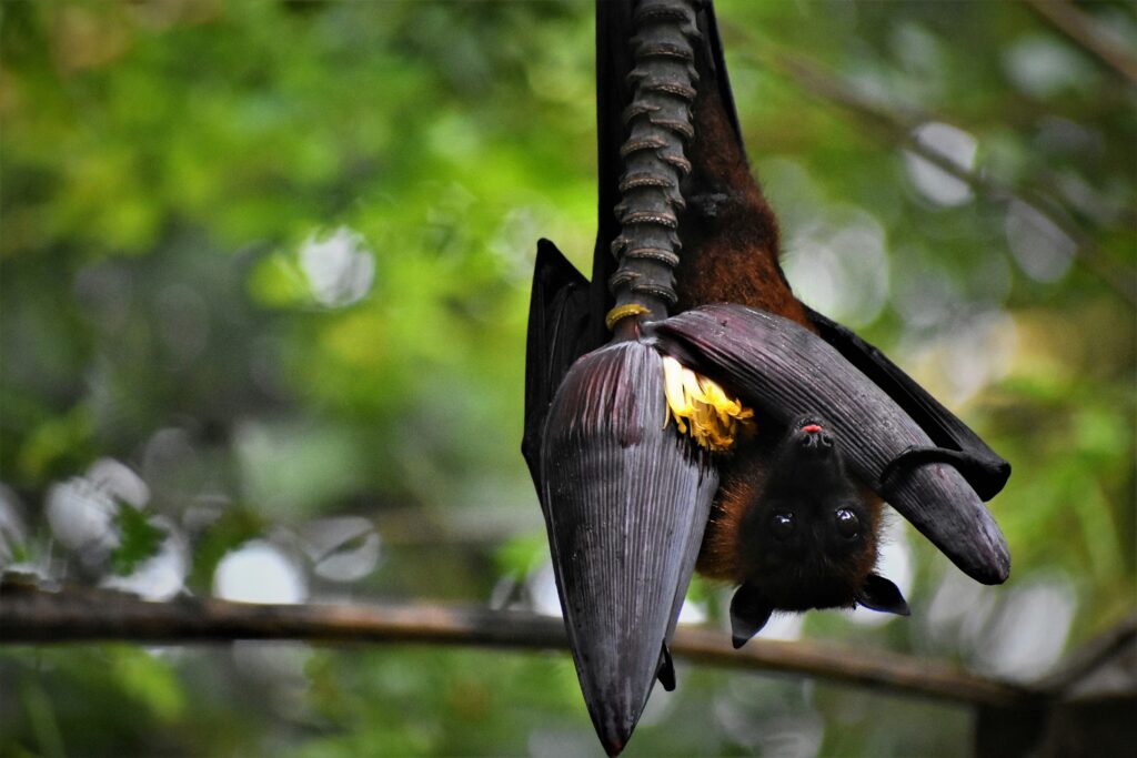 Bat feeding on night-blooming flowers in the tropics.