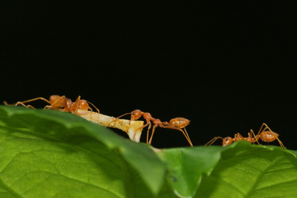 Ants navigating terrain using internal magnetic orientation.