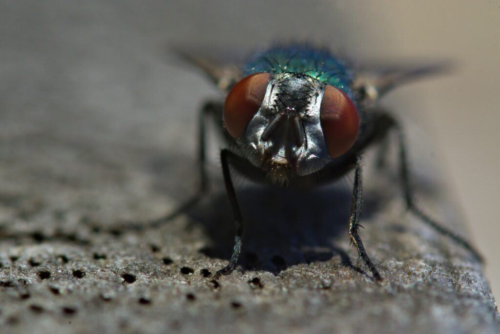 Insect emitting or responding to a magnetic field in nature.