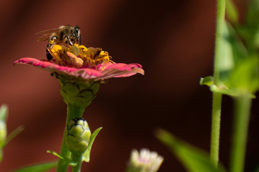 Volunteers involved in pollinator conservation efforts.