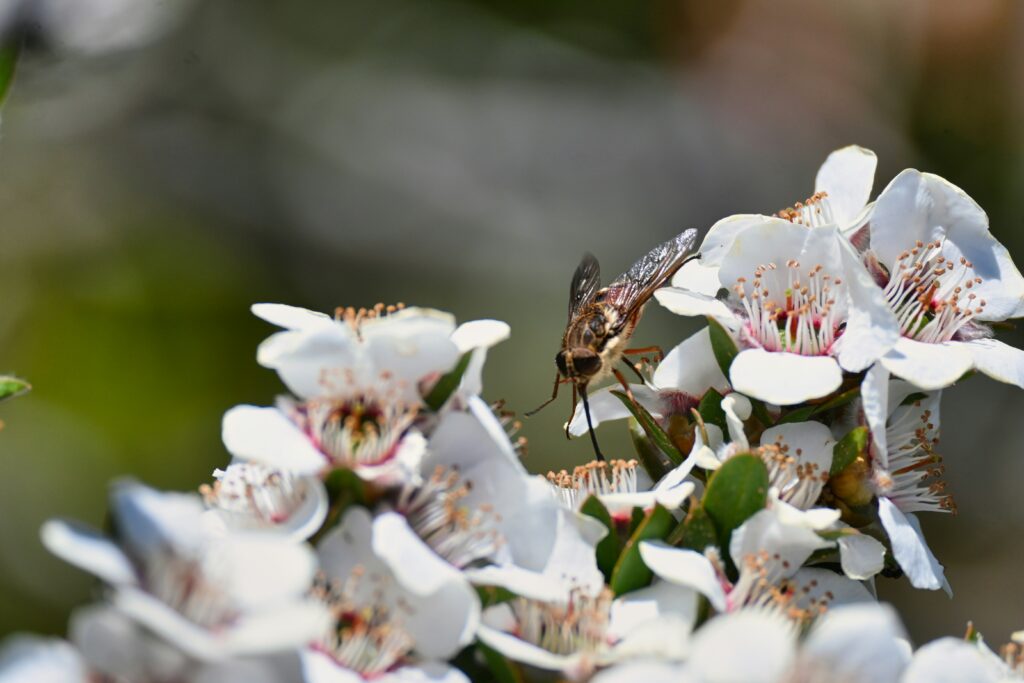 Small flies pollinating flowers in nature.