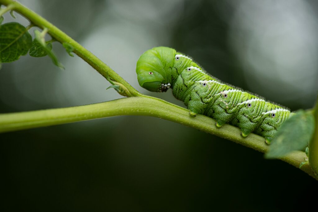 Caterpillar inflating its body in response to perceived threats.