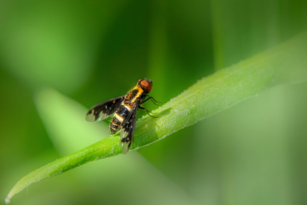 Cryptochrome protein helping insect sense magnetic fields.