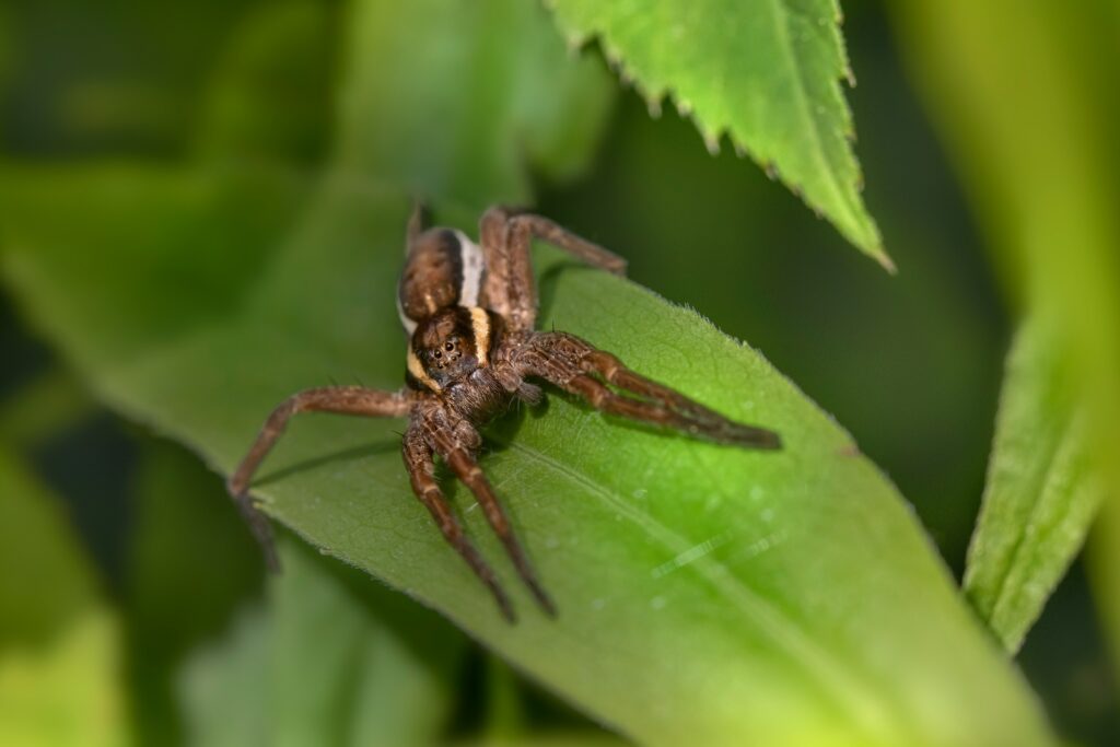 False widow spider that resembles the black widow.
