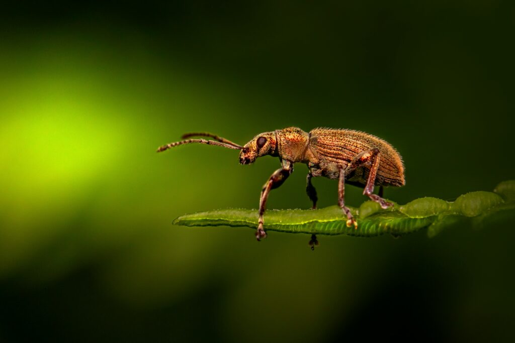 Evolutionary timeline showing how bee dance language developed
