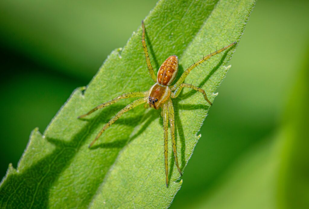Spider from Symphytognathidae family under magnification.