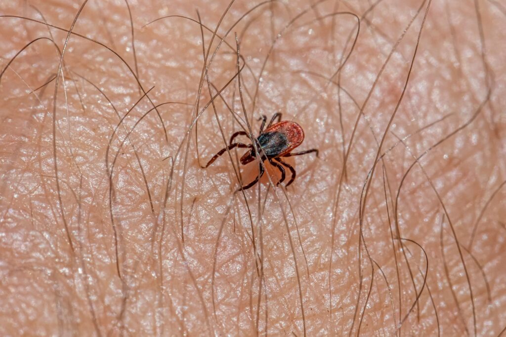 Illustration of elderly person and child symbolizing at-risk groups for spider bites