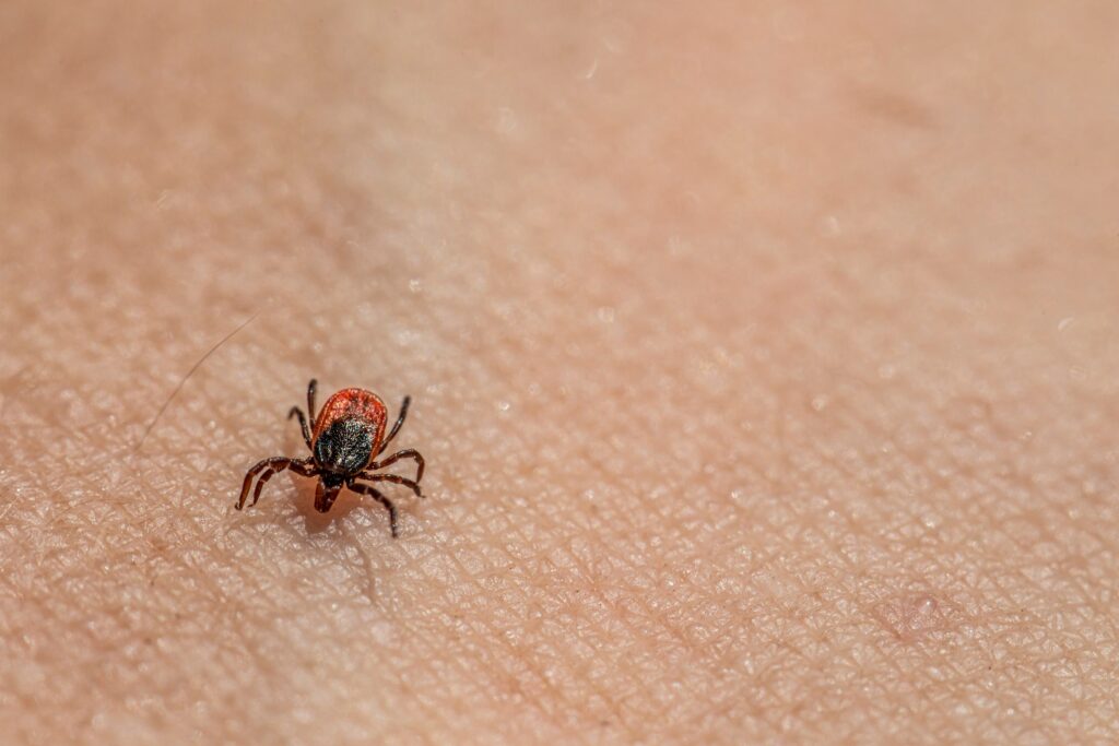 Close-up of a black widow spider biting human skin