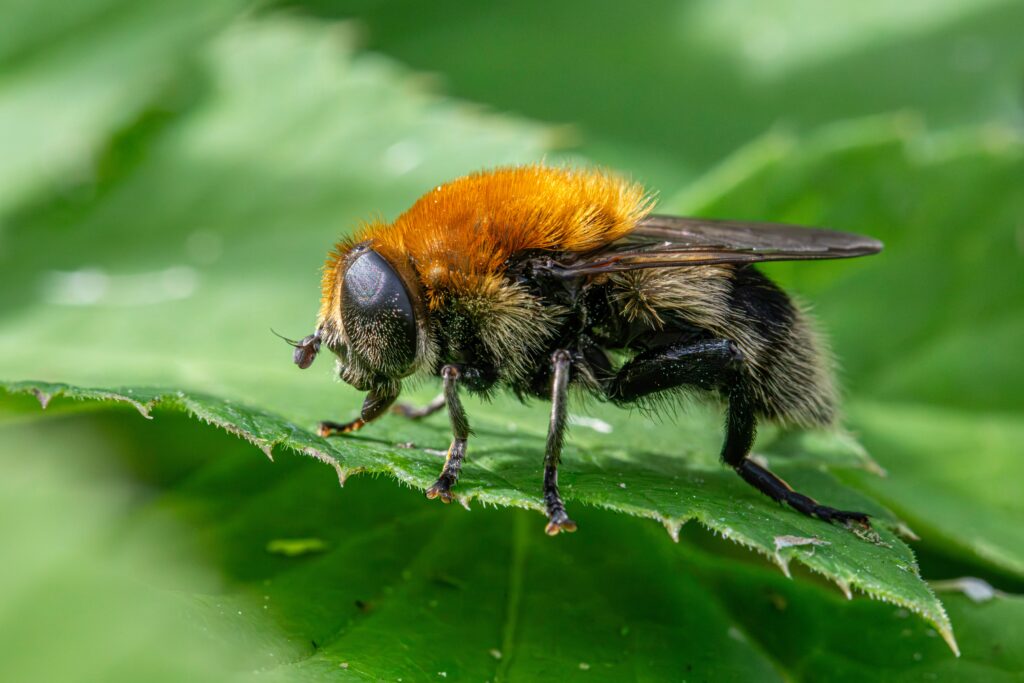 Comparison of waggle dance variations across different bee species