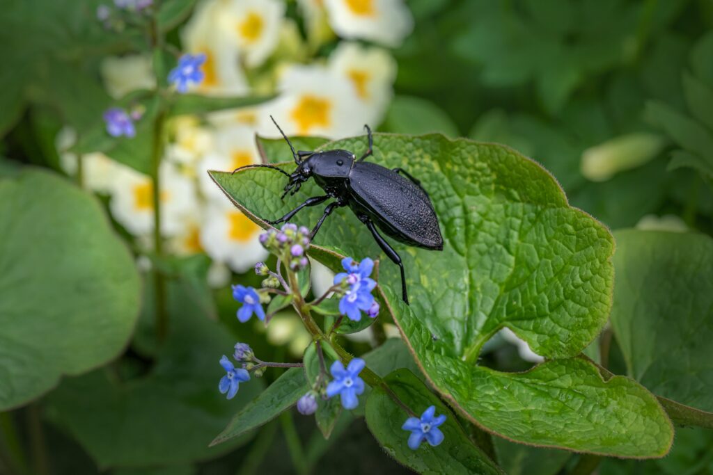 Close-up of insects displaying unique behavior in a garden setting