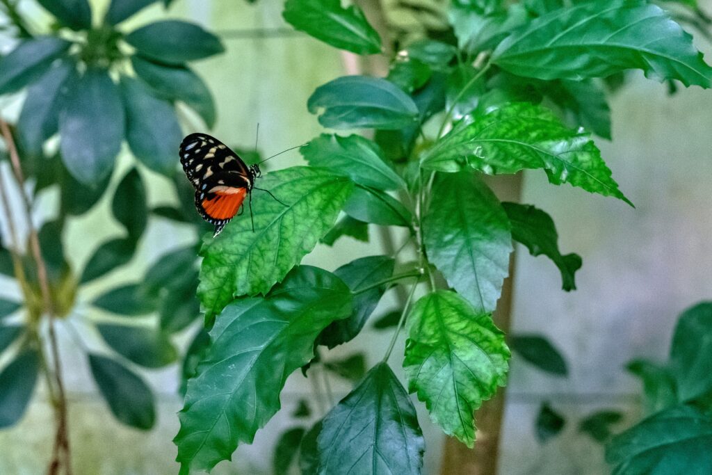 Bright butterflies and colorful insects adding beauty to a vibrant garden