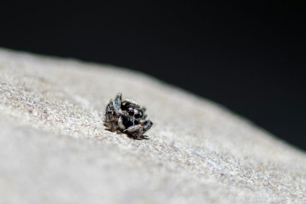 Microscopic spider compared to human fingernail.