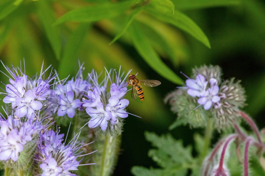 Bees and butterflies pollinating colorful garden flowers
