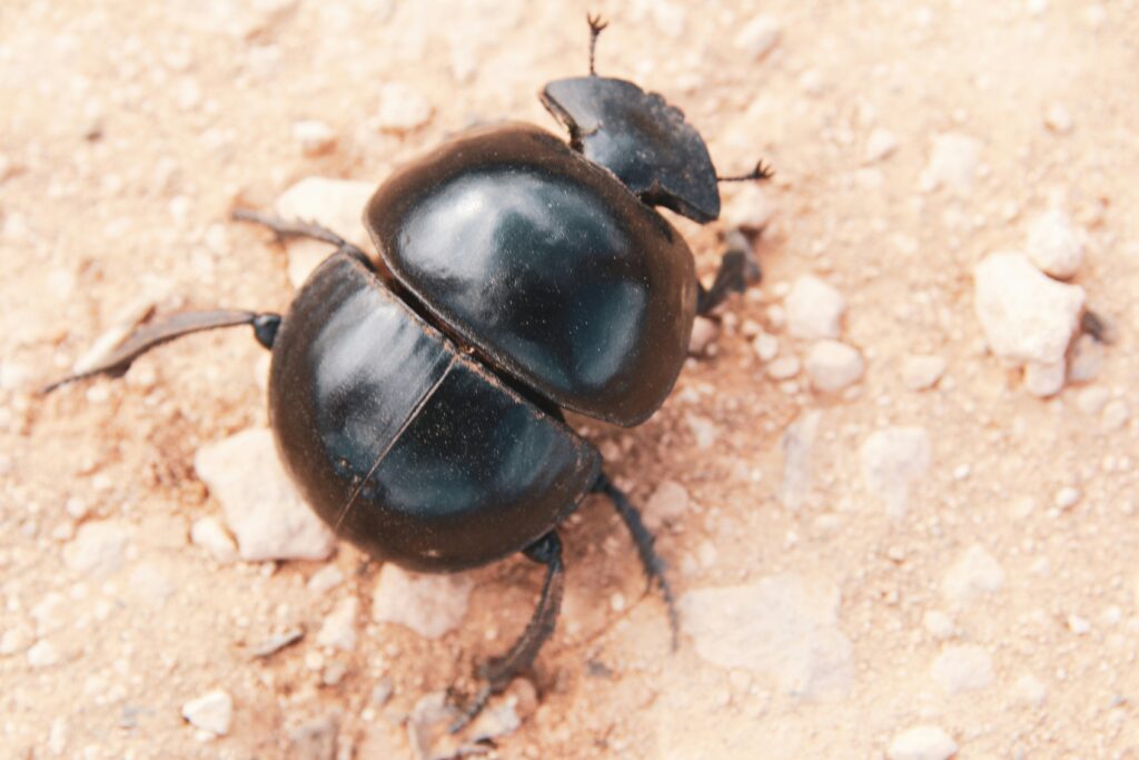 Dung beetles rolling waste, reducing disease risks in ecosystems.