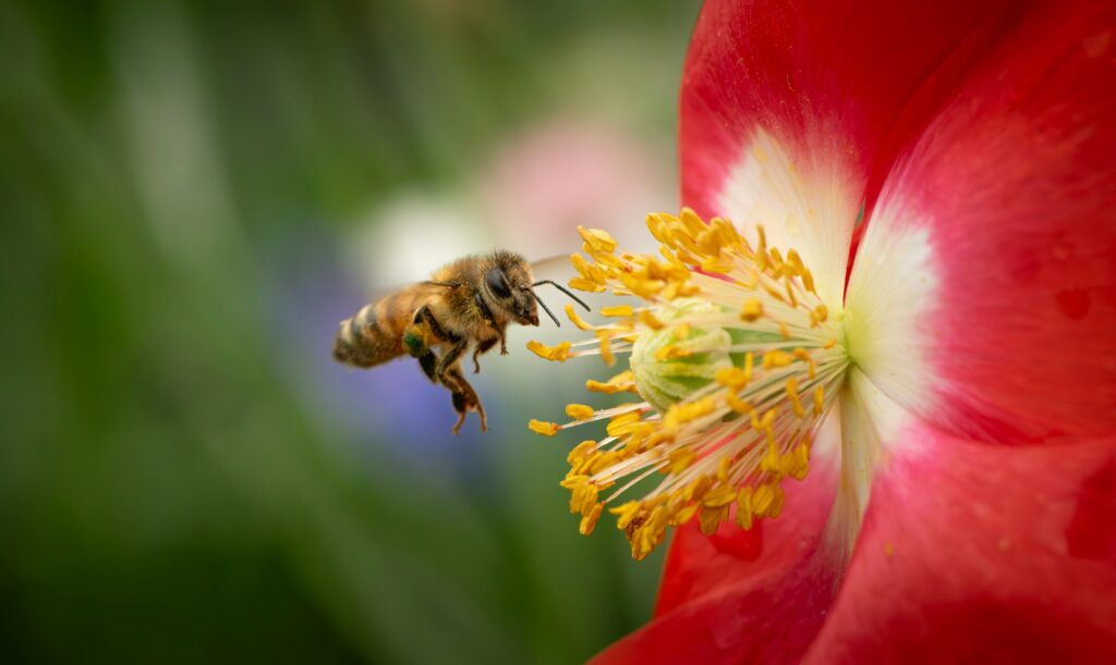 Changing landscapes as pollinators face climate challenges.