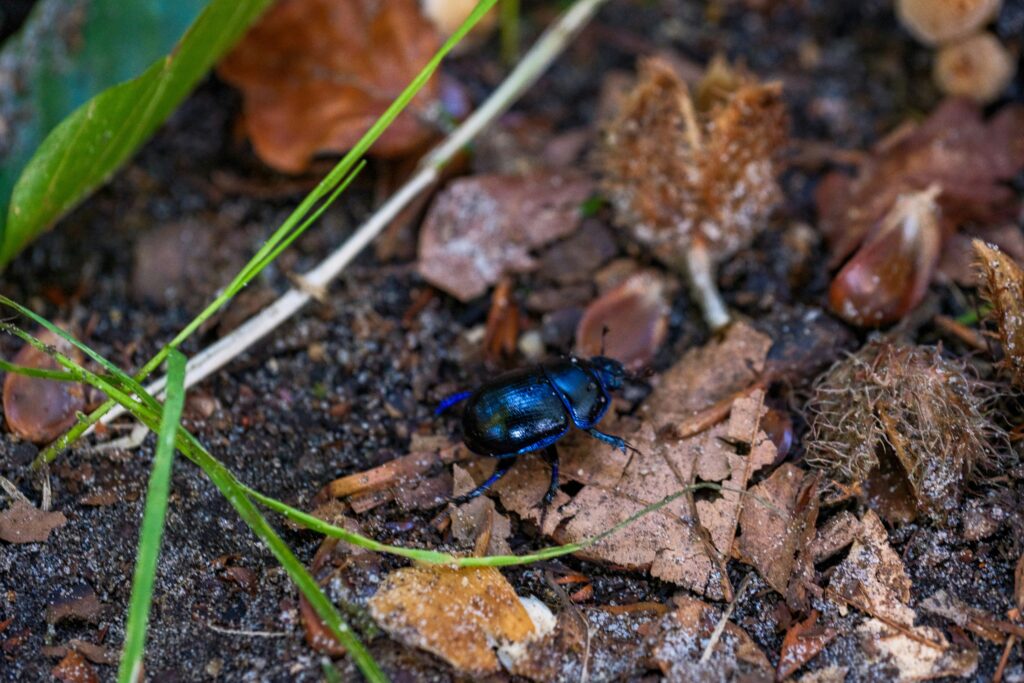The link between dung beetles' decline and increased disease outbreaks.