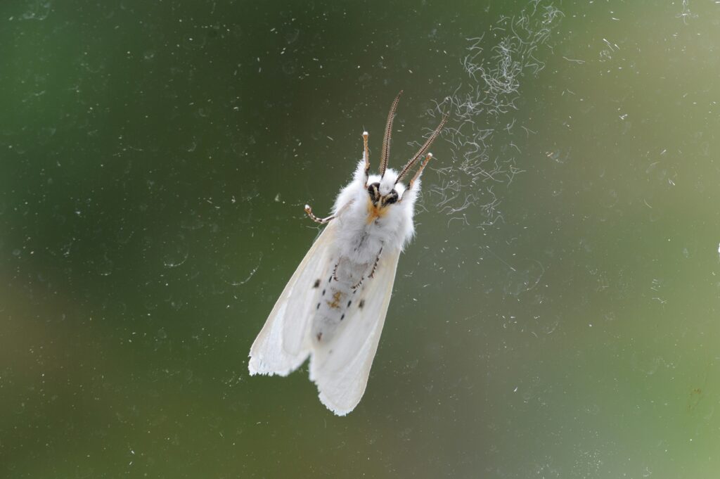 Life cycle stages of the Hemeroplanes caterpillar from larva to moth.