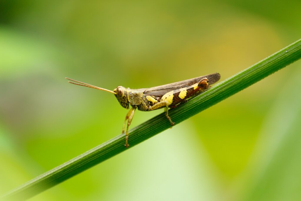 Insects adapting to new garden conditions under changing climate