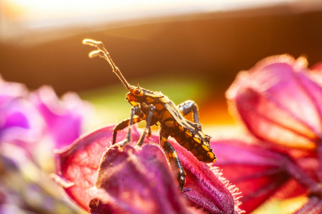 Variety of beneficial insects thriving in a healthy garden environment