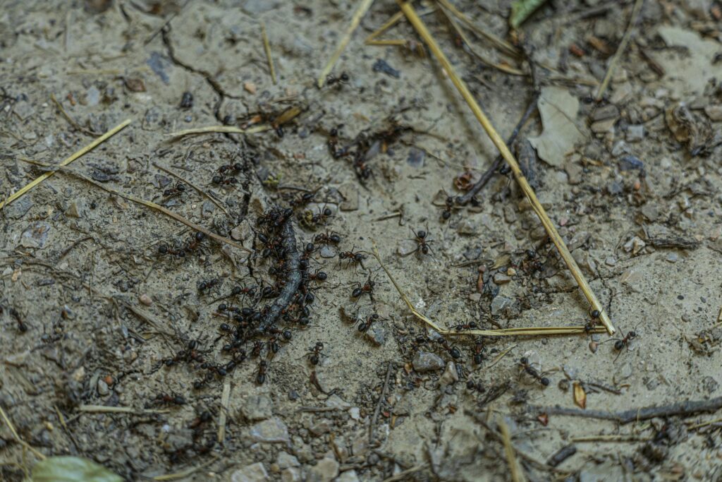 Earthworms and beetles improving garden soil quality