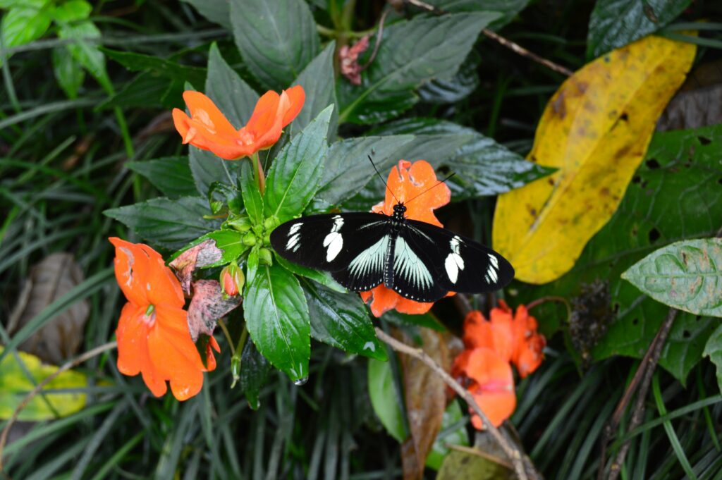 Protected butterfly species thriving in a conservation-friendly garden