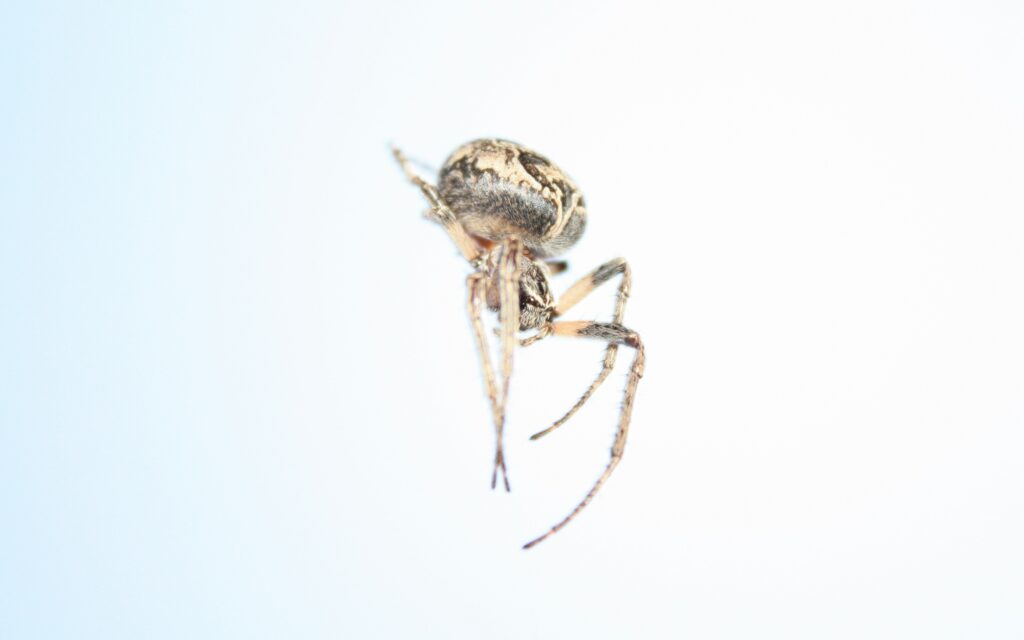 Close-up of a jumping spider with large front eyes.