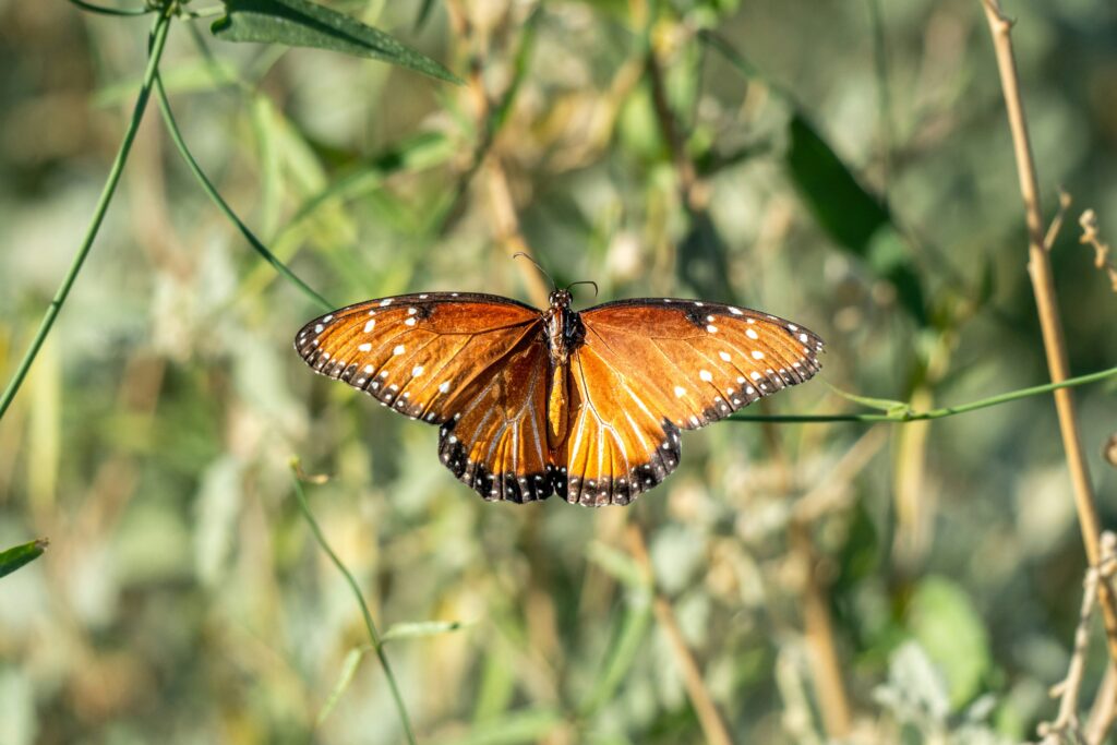 Monarch butterflies migrating across long distances using magnetism.