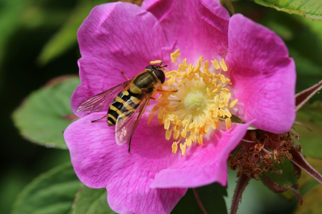 People planting pollinator-friendly flowers and habitats.