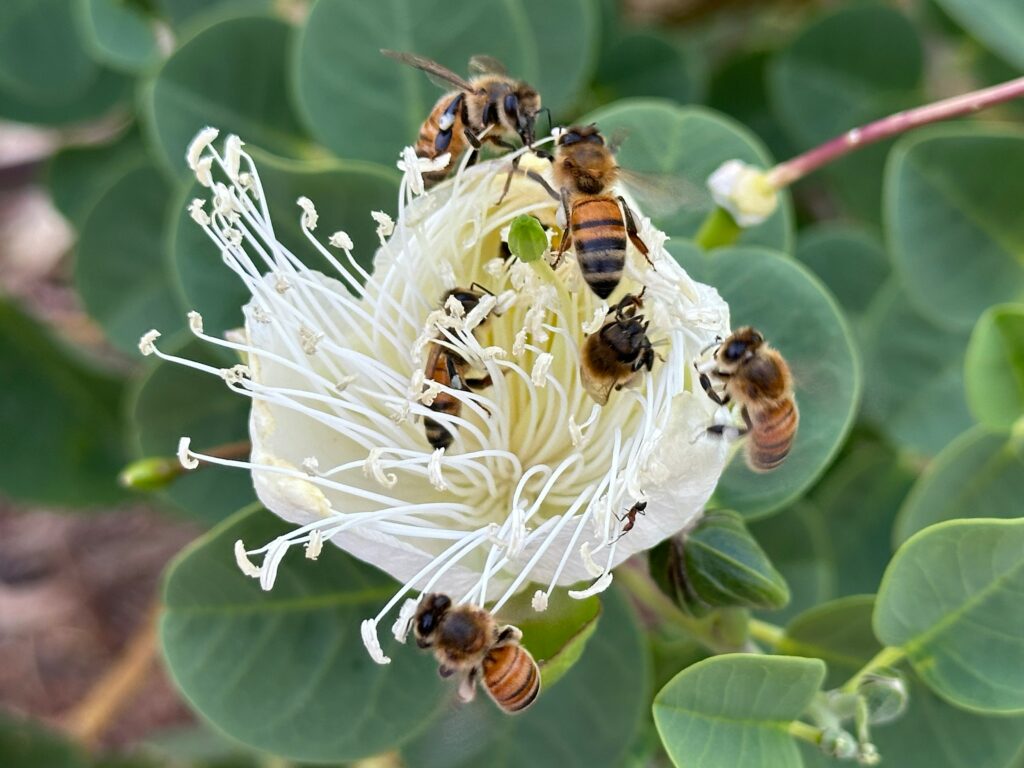 Native bees buzzing around flowers, unlike honeybees.