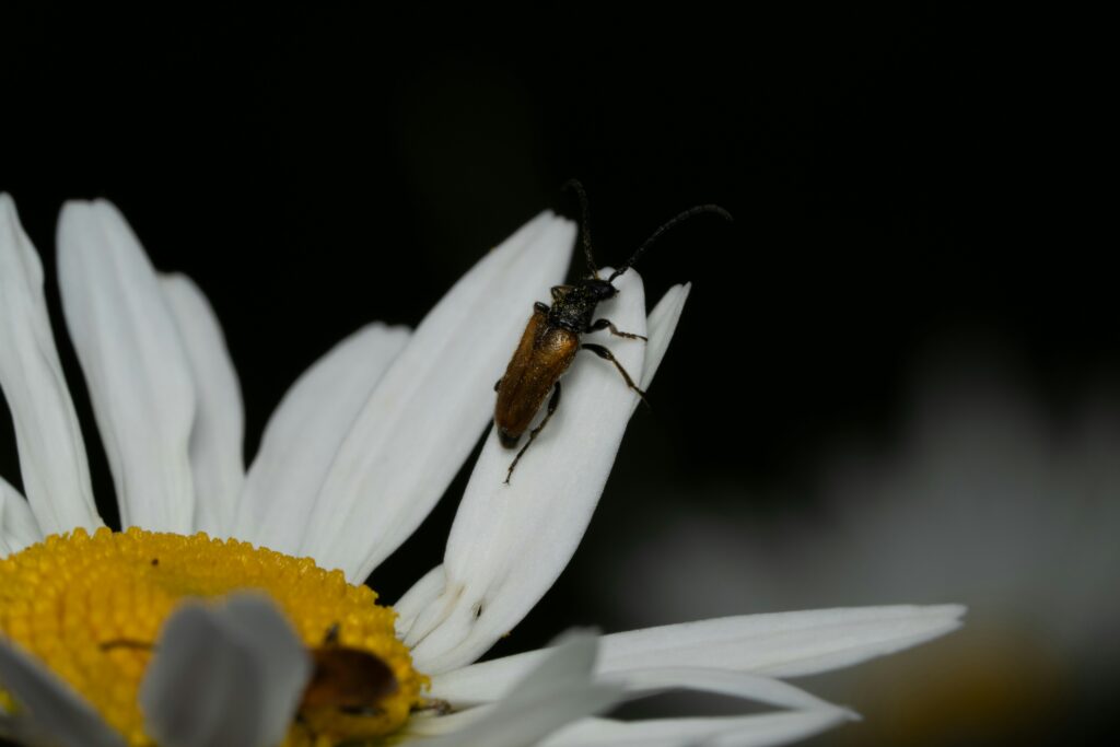 Beetle pollinating ancient plants in the wild.