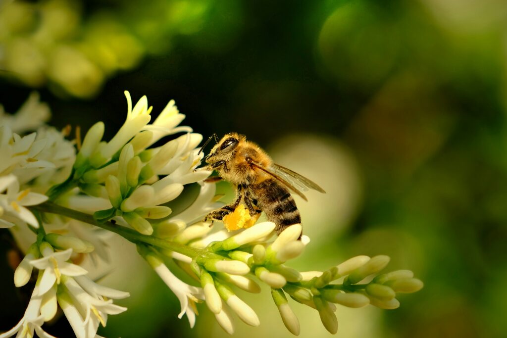 Disrupted bee dance patterns caused by environmental pollution