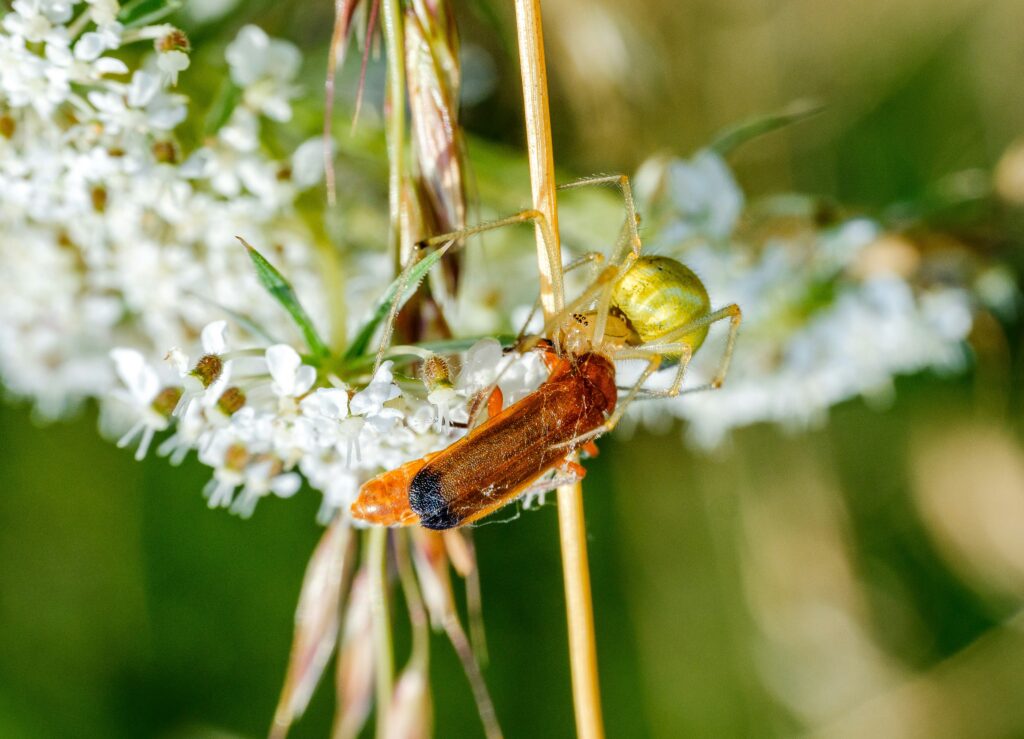 Natural insect ecosystem reducing the need for pesticides in the garden