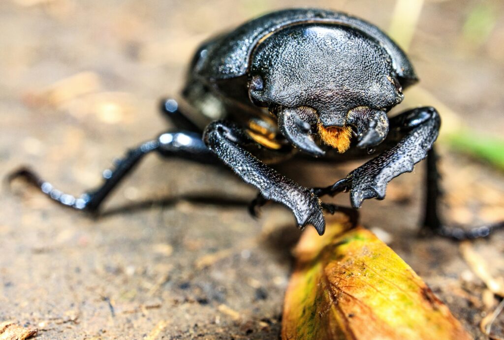 Dung beetles helping protect livestock by cleaning waste.