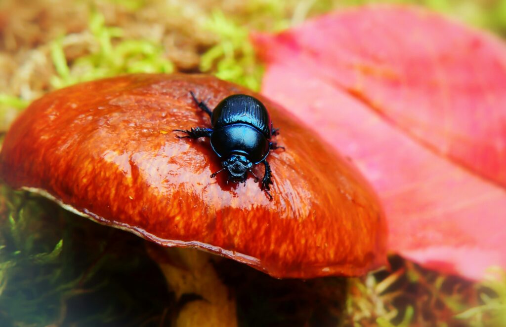 Dung beetles breaking down animal waste in nature.