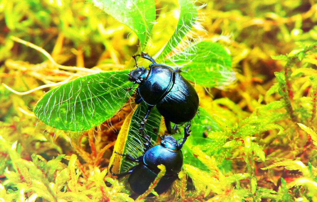 Dung beetles helping reduce fly-borne pathogens by breaking down waste.