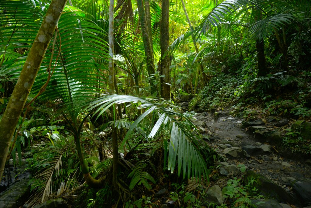 Rainforest leaf litter where Patu digua lives.